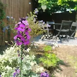 Hydrangea Arras Daire *